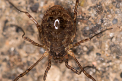 Oligolophus tridens