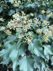 Hedera canariensis