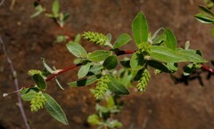 Salix mucronata