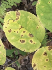 Diplocarpon rosae