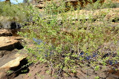 Salix mucronata