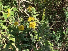 Lysimachia thyrsiflora