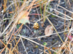 Xyris difformis