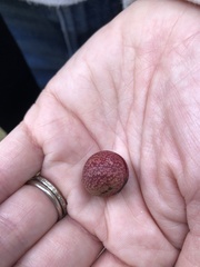 Kokkocynips