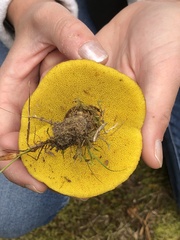 Aureoboletus innixus