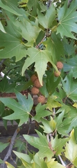 Platanus orientalis
