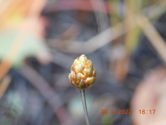 Xyris difformis