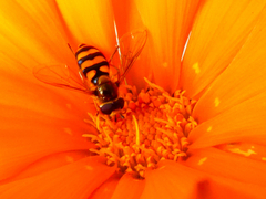 Eupeodes latifasciatus