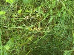 Carex muricata pairae