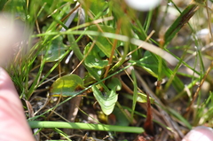 Parnassia cirrata intermedia