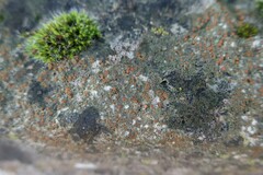 Protoblastenia rupestris