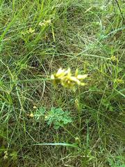 Carex muricata pairae