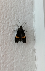 Aclytia