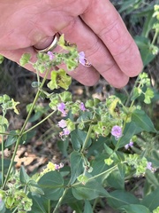 Mirabilis nyctaginea