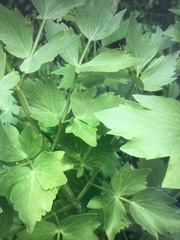 Levisticum officinale