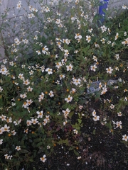 Bidens odorata