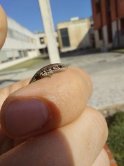 Podarcis guadarramae