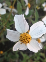 Bidens odorata
