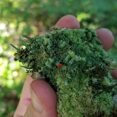 Cladonia didyma