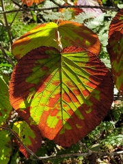 Viburnum lantanoides