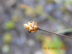 Xyris difformis