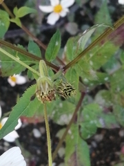 Bidens odorata