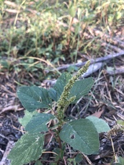 Amaranthus spinosus