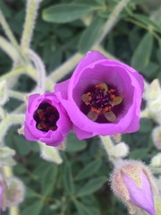 Cristaria glaucophylla