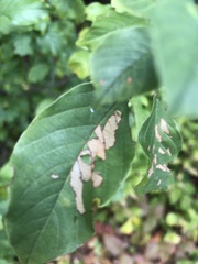 Stigmella rhamnicola