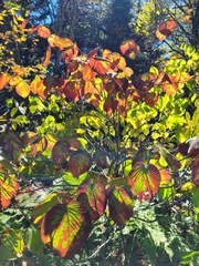 Viburnum lantanoides