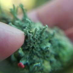 Cladonia didyma