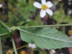 Bidens odorata