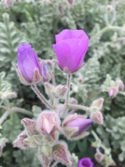 Cristaria glaucophylla