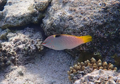 Halichoeres hortulanus