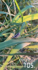 Paraidemona