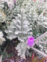 Cristaria glaucophylla