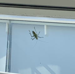 Neobarrettia spinosa