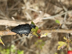 Capnodis tenebrionis