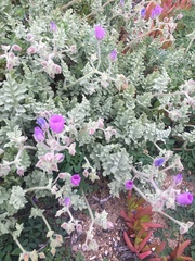 Cristaria glaucophylla