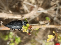 Capnodis tenebrionis