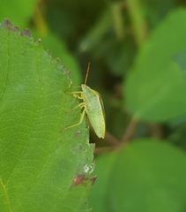 Piezodorus lituratus