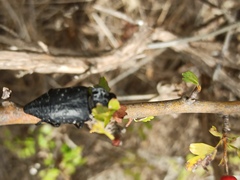 Capnodis tenebrionis
