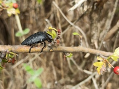 Capnodis tenebrionis