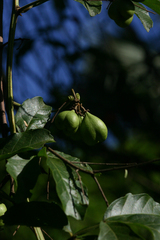 Paullinia pinnata image