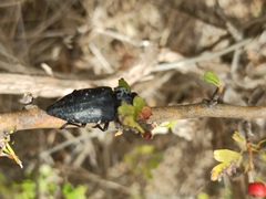 Capnodis tenebrionis