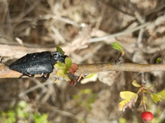 Capnodis tenebrionis