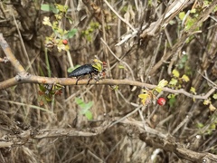 Capnodis tenebrionis