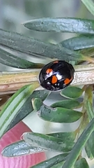 Exochomus quadripustulatus