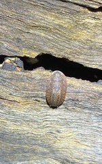 Blaberoidea