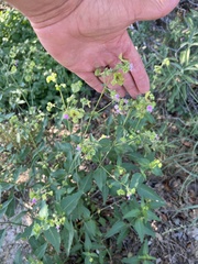 Mirabilis nyctaginea